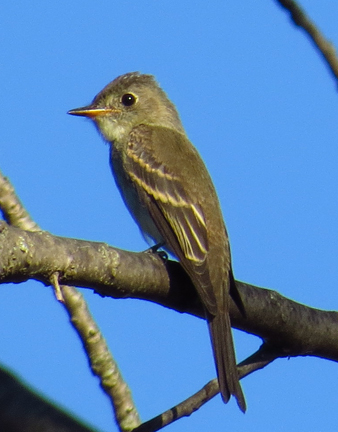 Eastern Wood-Pewee