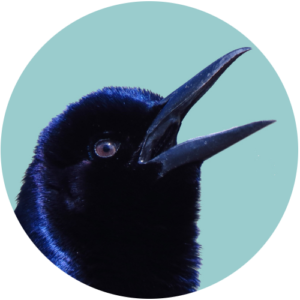 Singing Boat-tailed Grackle logo