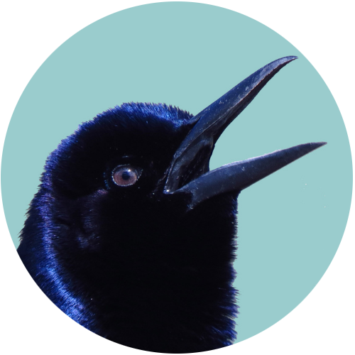 Singing Boat-tailed Grackle logo