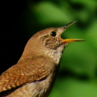 House Wren