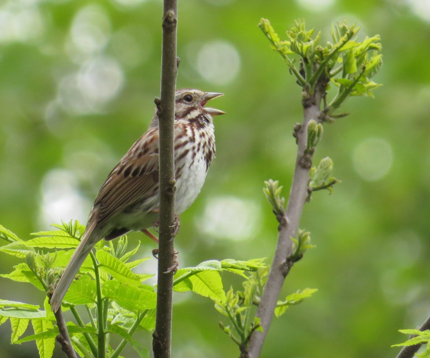 Singing song sparrow